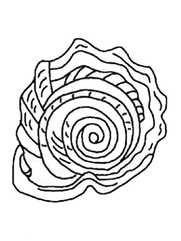 Free printable Shell coloring page #163356 from Nature and Seasons collection