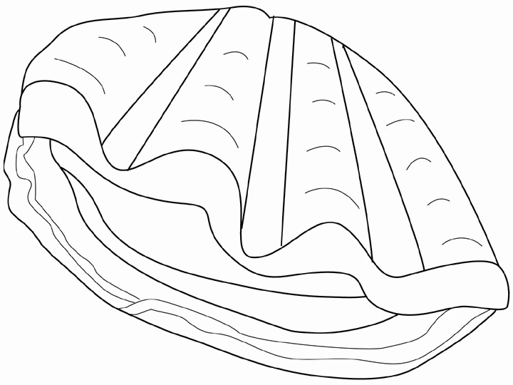 Free printable Shell coloring page #163386 from Nature and Seasons collection Free printable Shell coloring page #163386 from Nature and Seasons collection