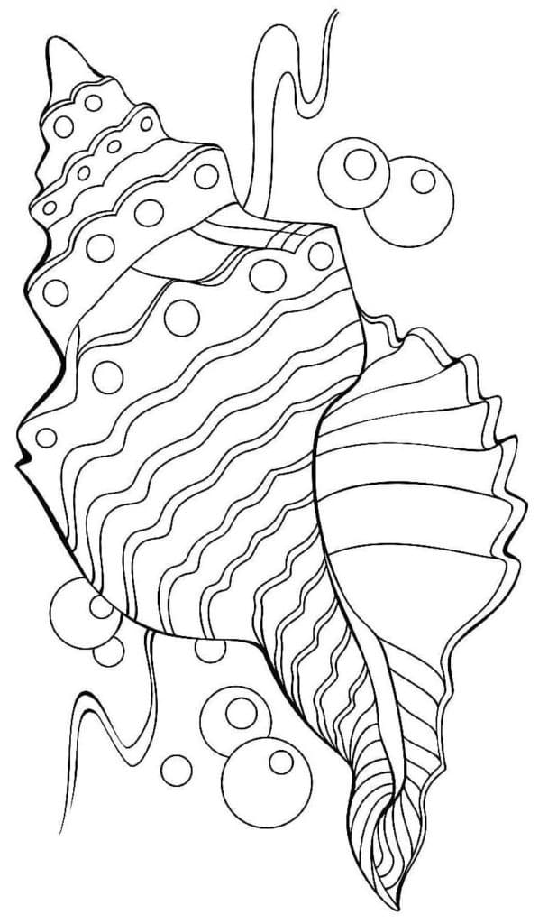 Free printable Shell coloring page #185436 from Nature and Seasons collection Free printable Shell coloring page #185436 from Nature and Seasons collection