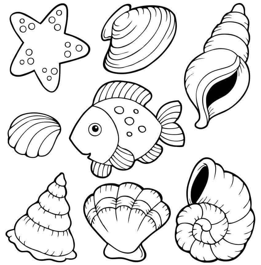 Free printable Shell coloring page #185448 from Nature and Seasons collection Free printable Shell coloring page #185448 from Nature and Seasons collection