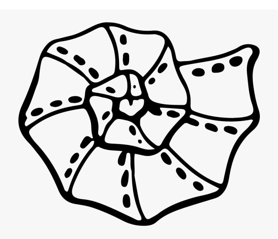 Free printable Shell coloring page #185470 from Nature and Seasons collection