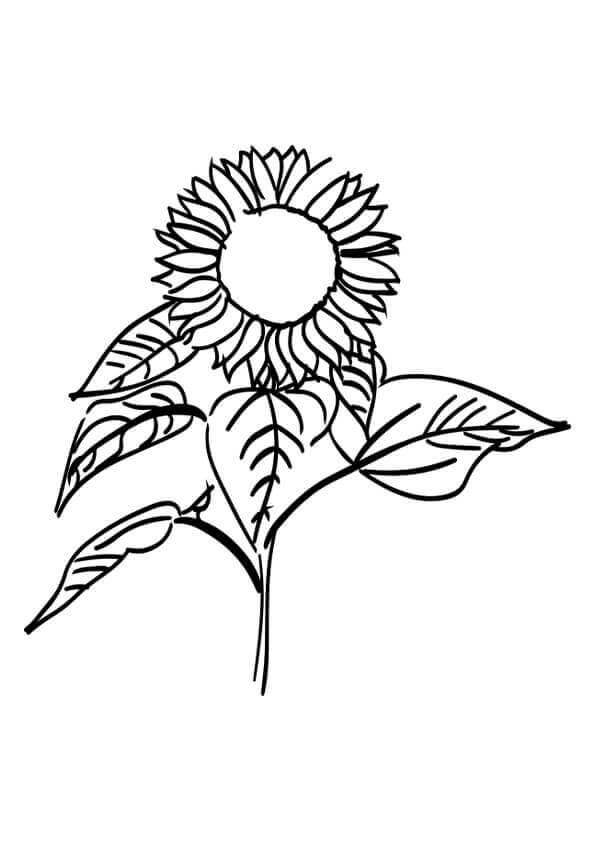 Free printable Sunflower coloring page #171040 from Nature and Seasons collection Free printable Sunflower coloring page #171040 from Nature and Seasons collection
