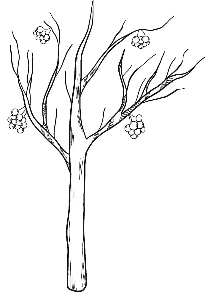 Free printable Tree coloring page #190469 from Nature and Seasons collection Free printable Tree coloring page #190469 from Nature and Seasons collection