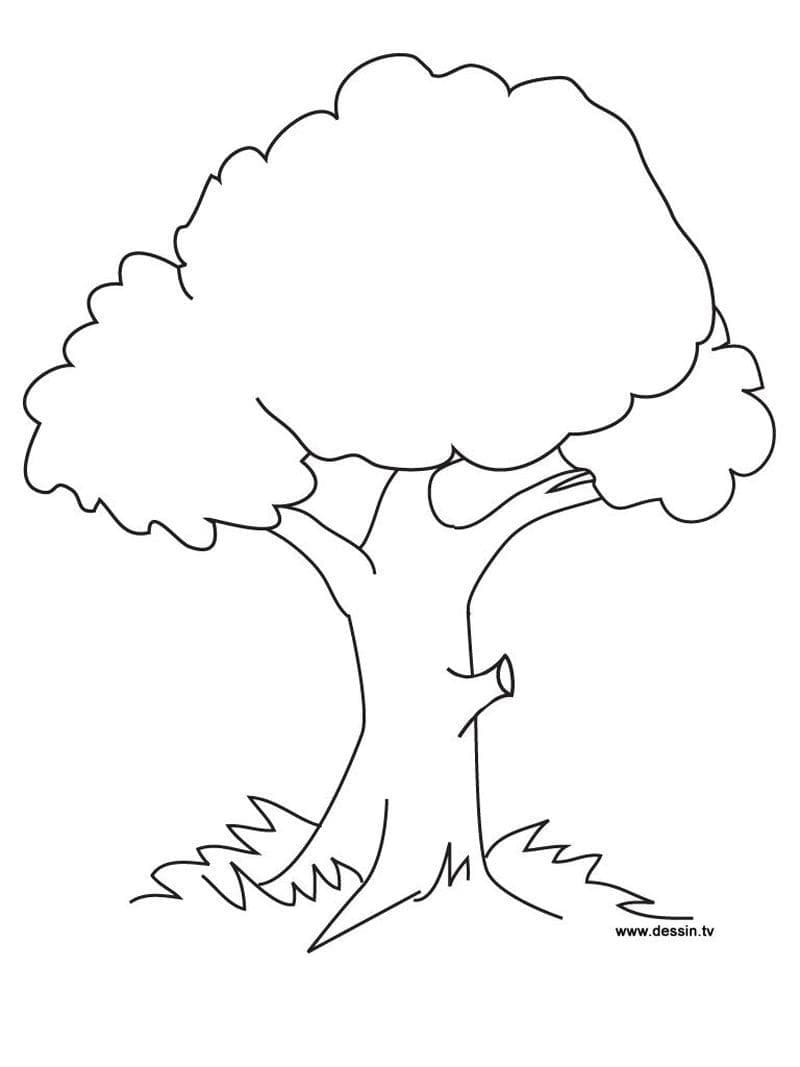 Free printable Tree coloring page #190473 from Nature and Seasons collection Free printable Tree coloring page #190473 from Nature and Seasons collection