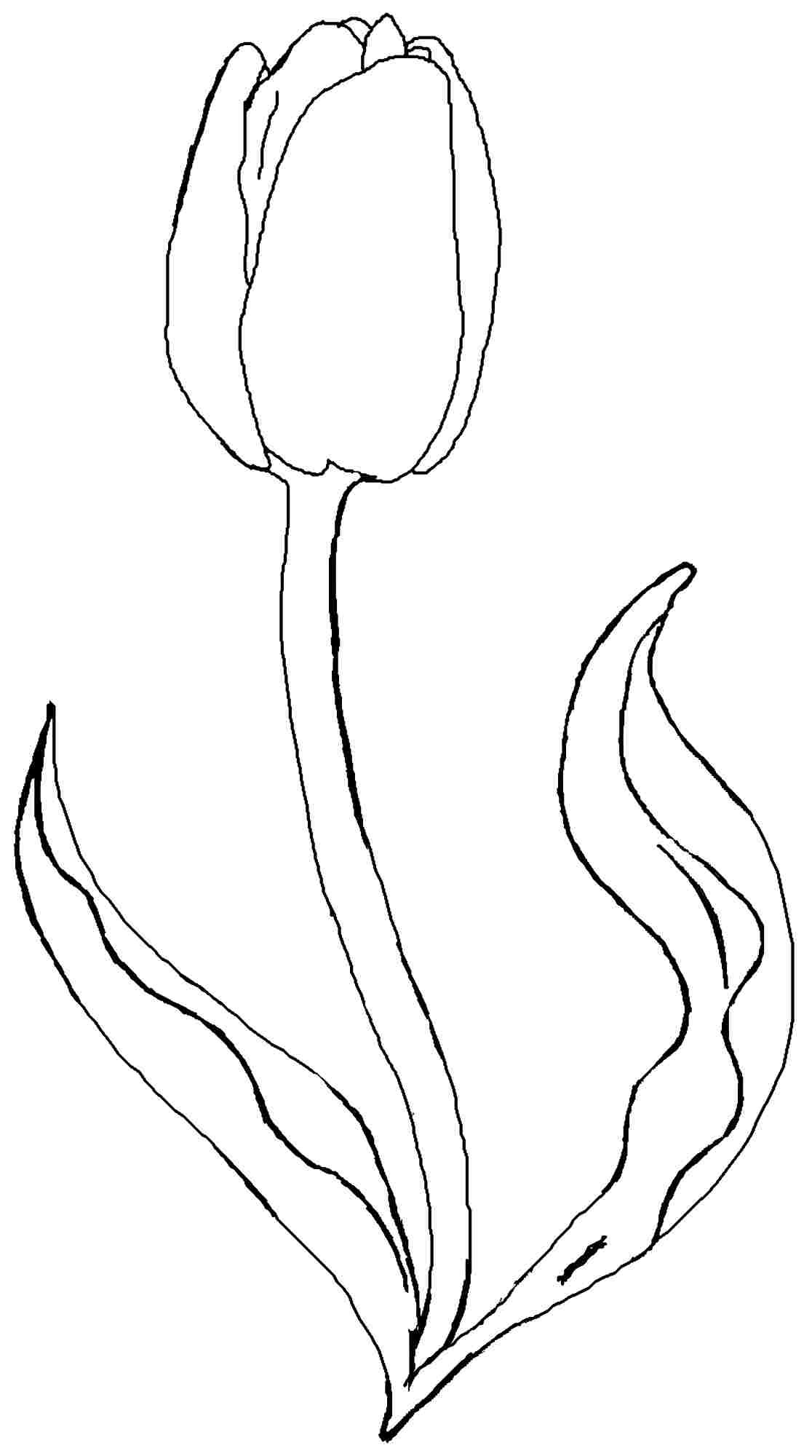 Coloring page: Tulip (Nature and Seasons) #161651 - Free Printable Coloring Pages