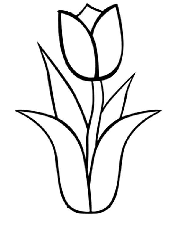 Coloring page: Tulip (Nature and Seasons) #161652 - Free Printable Coloring Pages