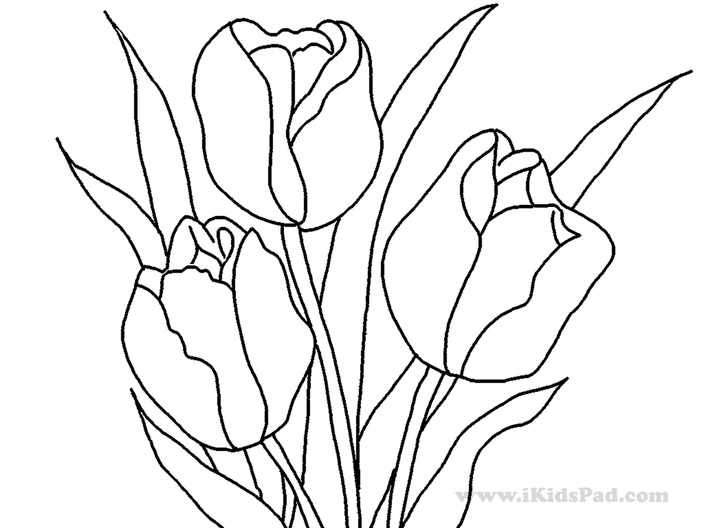 Coloring page: Tulip (Nature and Seasons) #161768 - Free Printable Coloring Pages