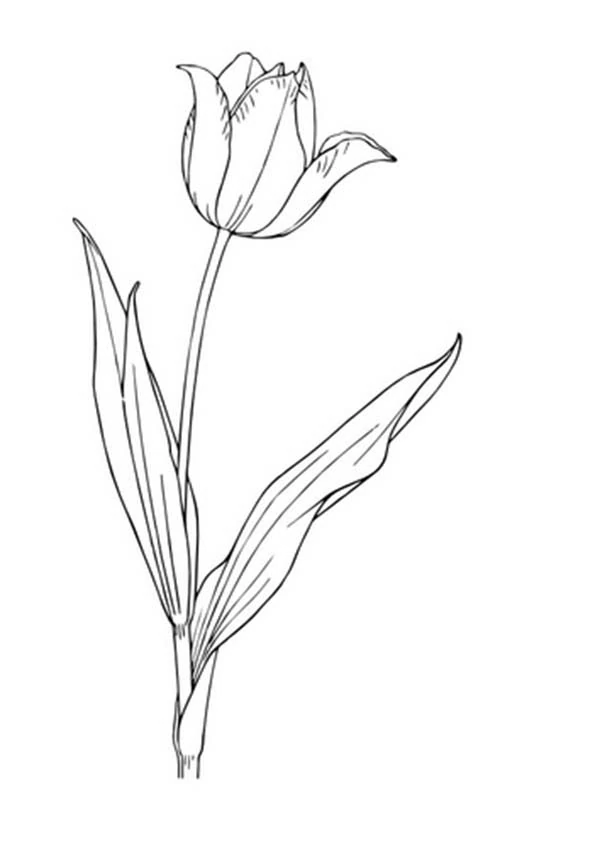 Coloring page: Tulip (Nature and Seasons) #161787 - Free Printable Coloring Pages