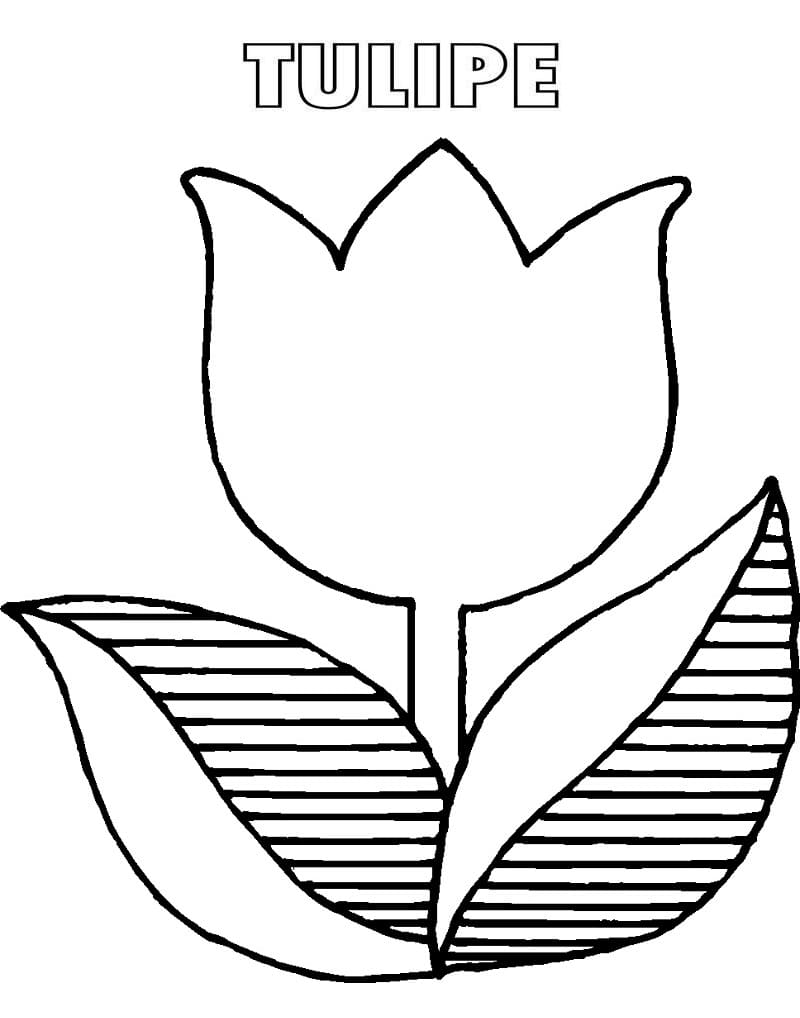 Free printable Tulip coloring page #174130 from Nature and Seasons collection