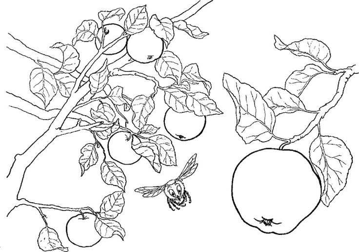 Coloring page: Apple tree (Nature) #163774 - Free Printable Coloring Pages