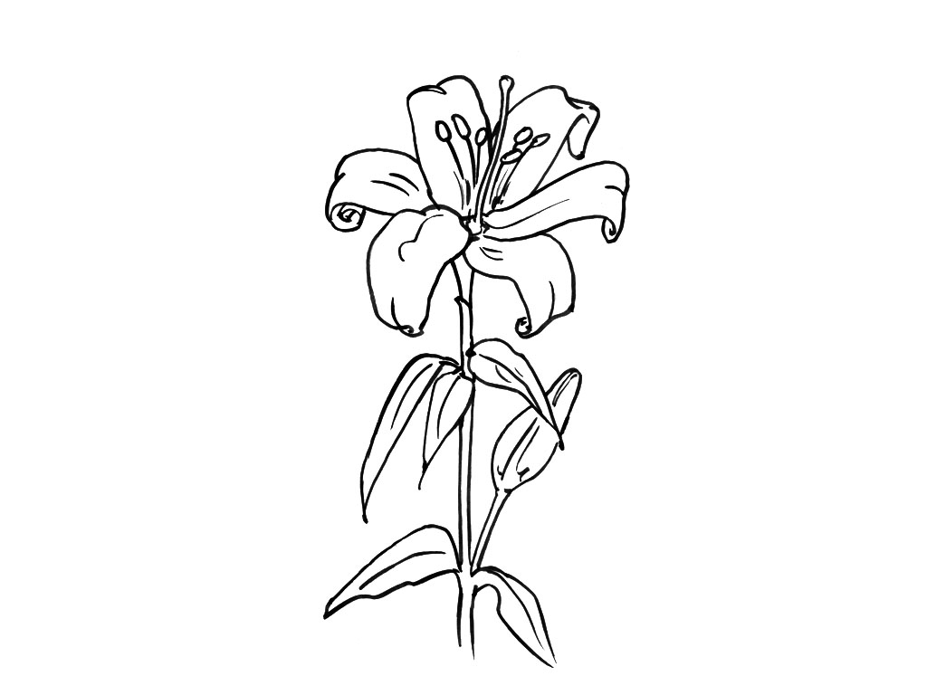 Coloring page: Bouquet of flowers (Nature) #160844 - Free Printable Coloring Pages