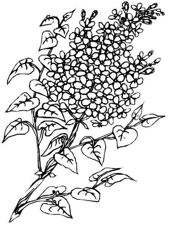 Coloring page: Bouquet of flowers (Nature) #160995 - Free Printable Coloring Pages