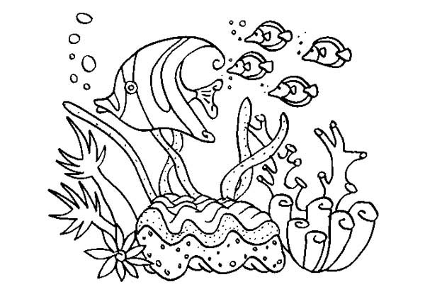 Coloring page: Coral (Nature) #162895 - Free Printable Coloring Pages