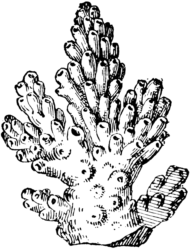Coloring page: Coral (Nature) #162896 - Free Printable Coloring Pages