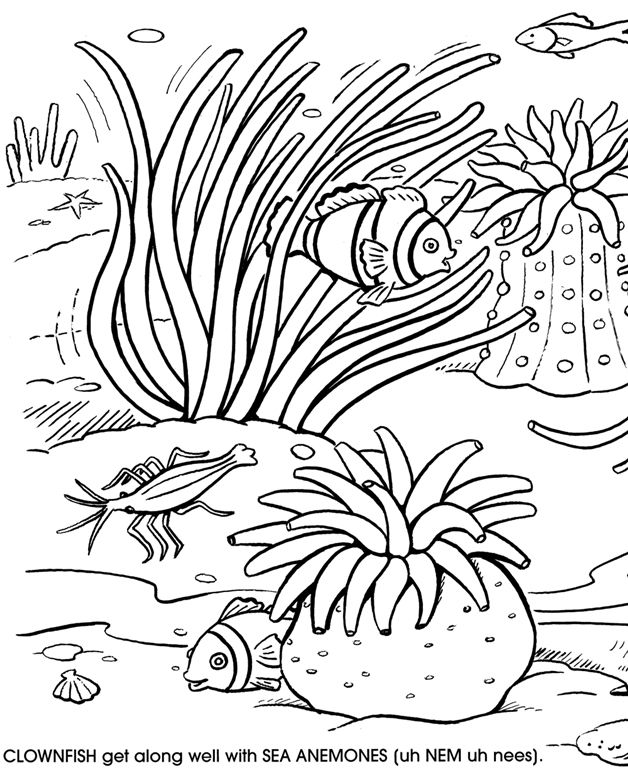 Coloring page: Coral (Nature) #162920 - Free Printable Coloring Pages