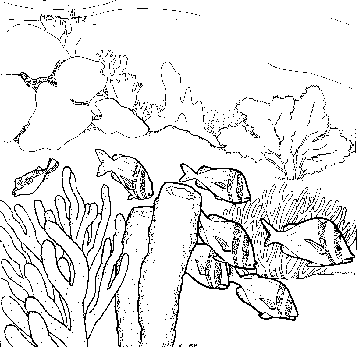 Coral 162958 Nature Free Printable Coloring Pages