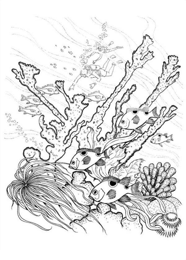 Coloring page: Coral (Nature) #162970 - Free Printable Coloring Pages