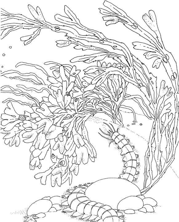 Coloring page: Coral (Nature) #162973 - Free Printable Coloring Pages