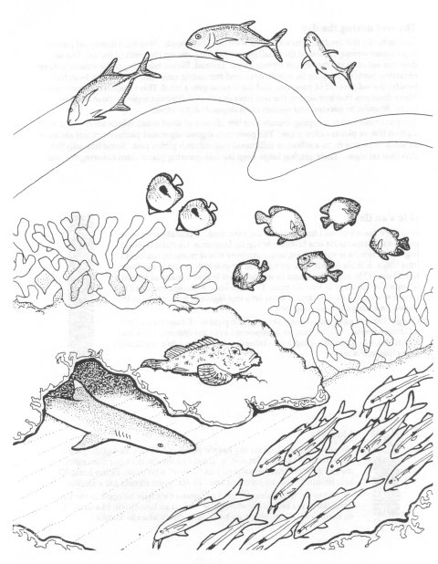 Coloring page: Coral (Nature) #162977 - Free Printable Coloring Pages