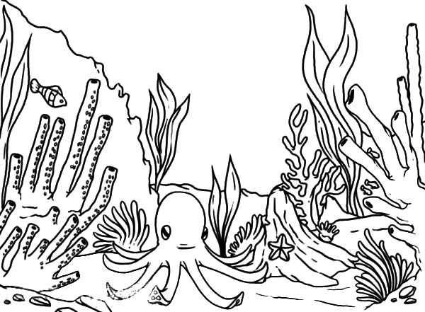 Coloring page: Coral (Nature) #163042 - Free Printable Coloring Pages