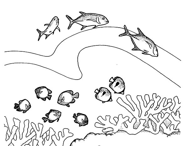 Drawing Coral #163076 (Nature) – Printable coloring pages