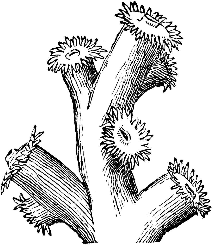 Coloring page: Coral (Nature) #163131 - Free Printable Coloring Pages