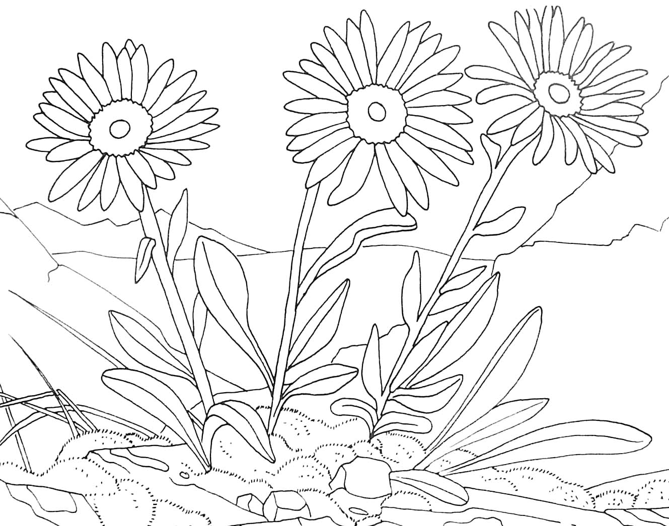 Coloring page: Daisy (Nature) #161407 - Free Printable Coloring Pages