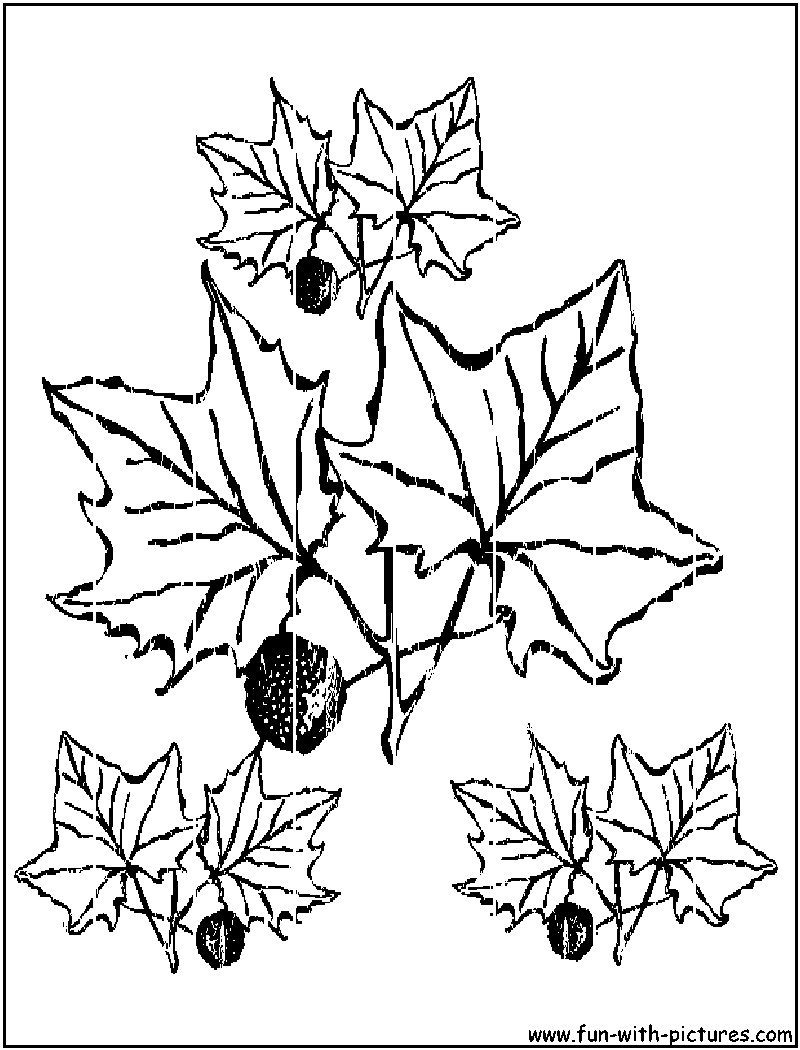 Coloring page: Fall season (Nature) #164271 - Free Printable Coloring Pages