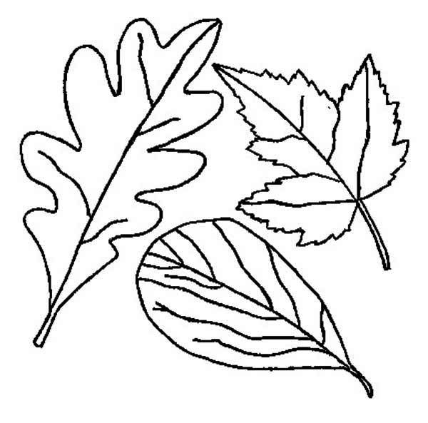 chestnut tree leaf coloring pages