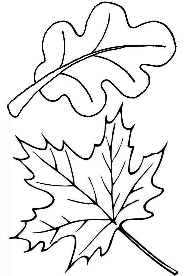 Free Colouring Pages Autumn Leaves