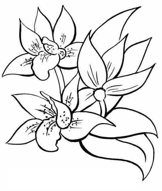 Coloring page: Flowers (Nature) #154979 - Free Printable Coloring Pages