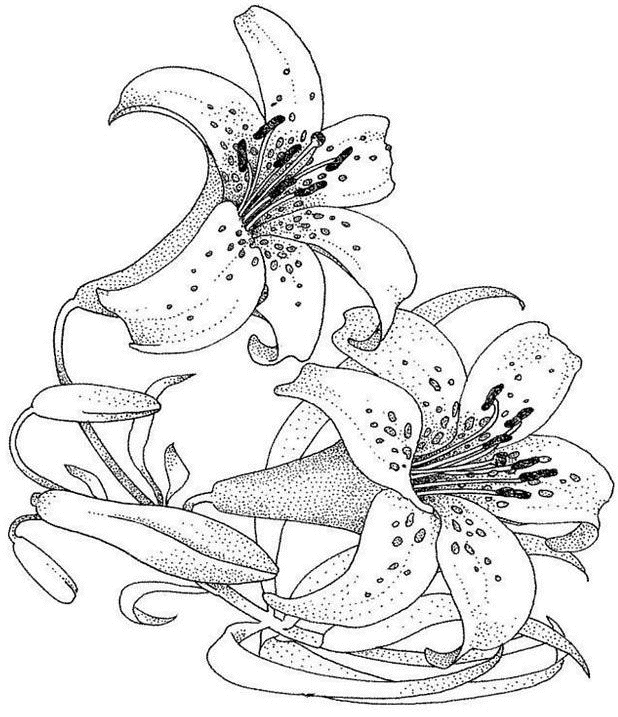 Coloring page: Flowers (Nature) #155026 - Free Printable Coloring Pages