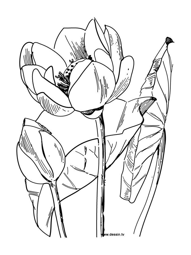 Coloring page: Flowers (Nature) #155055 - Free Printable Coloring Pages