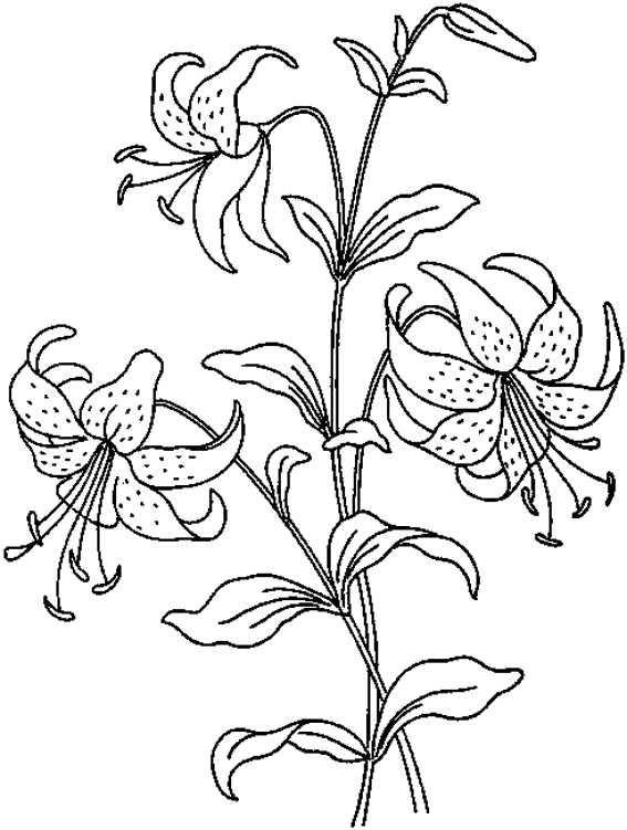 Coloring page: Flowers (Nature) #155057 - Free Printable Coloring Pages