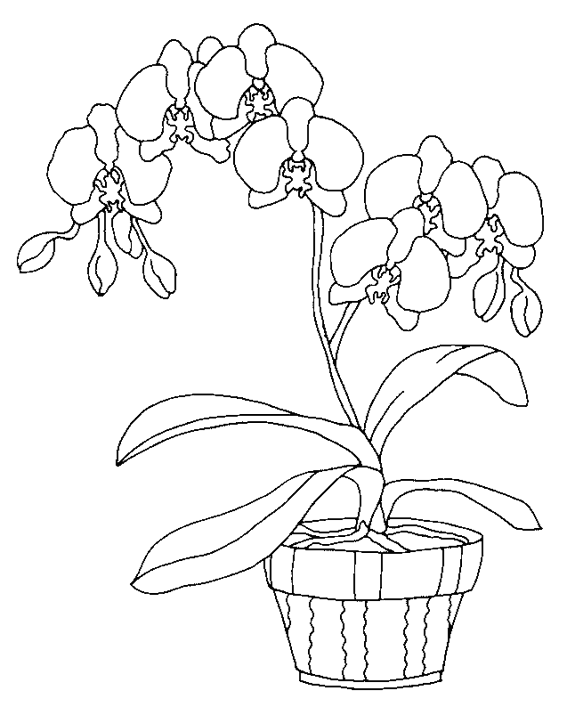 Coloring page: Flowers (Nature) #155091 - Free Printable Coloring Pages