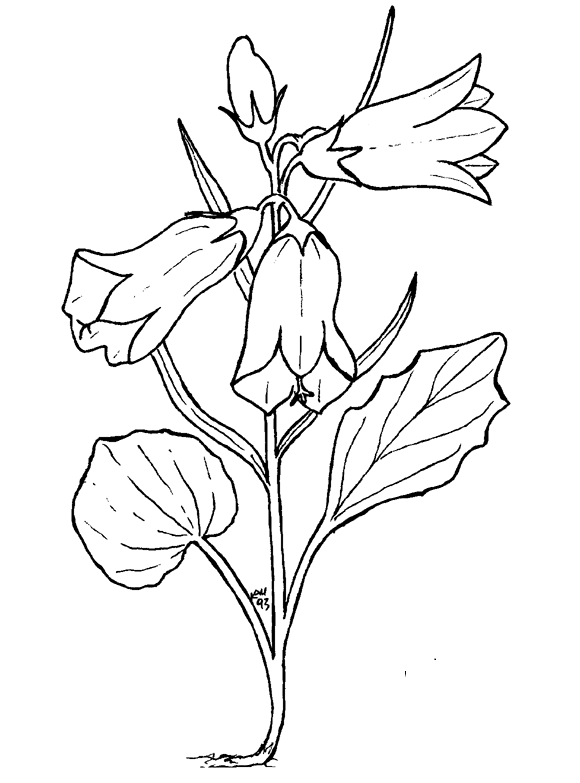 Coloring page: Flowers (Nature) #155095 - Free Printable Coloring Pages