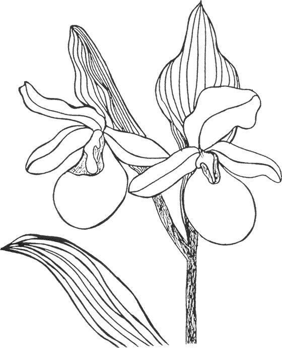 Coloring page: Flowers (Nature) #155130 - Free Printable Coloring Pages