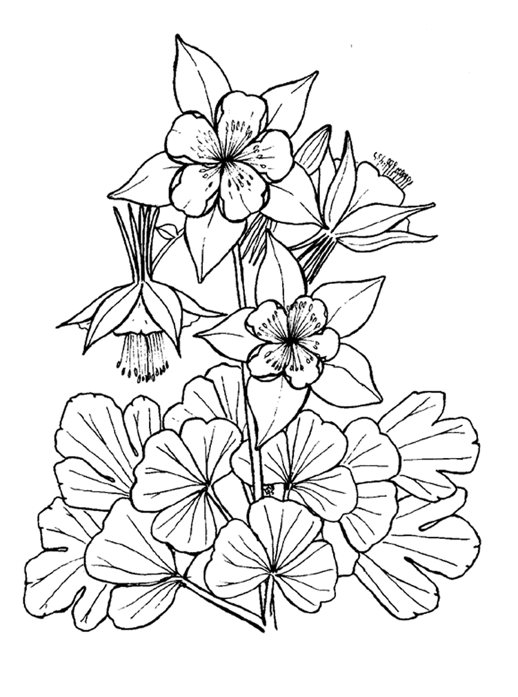 Coloring page: Flowers (Nature) #155144 - Free Printable Coloring Pages