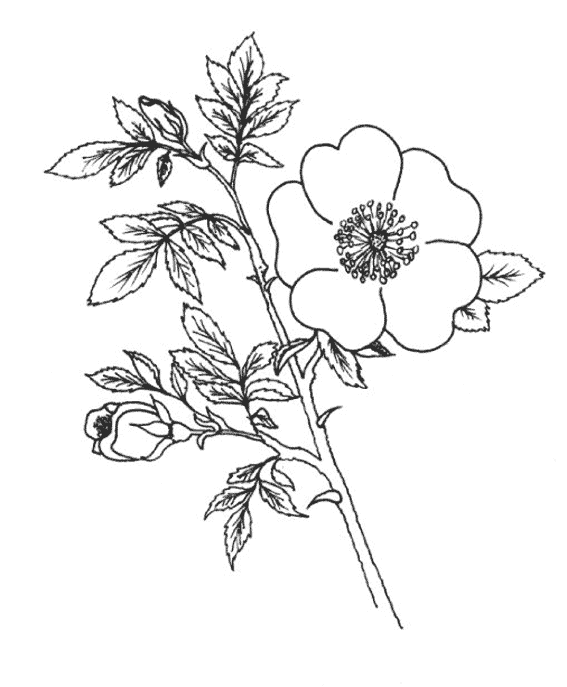 Coloring page: Flowers (Nature) #155149 - Free Printable Coloring Pages