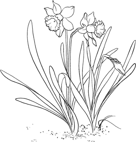 Coloring page: Flowers (Nature) #155166 - Free Printable Coloring Pages