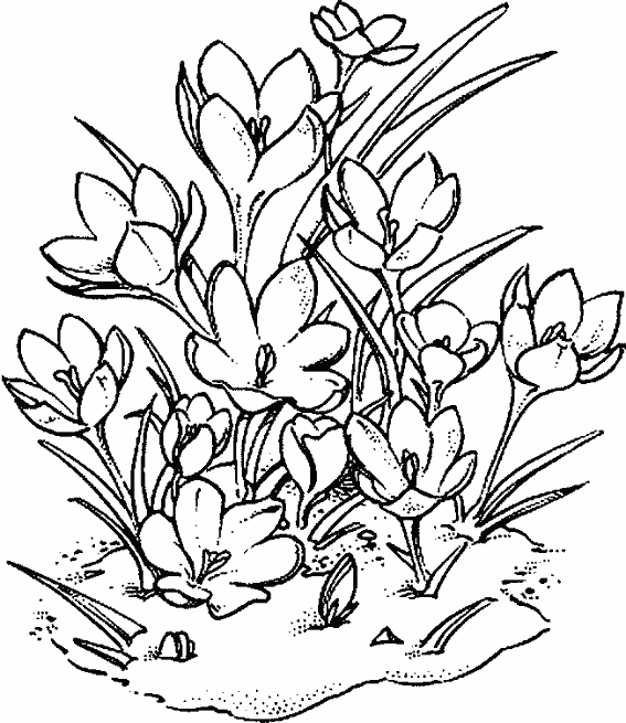 Drawing Flowers #155170 (Nature) – Printable coloring pages