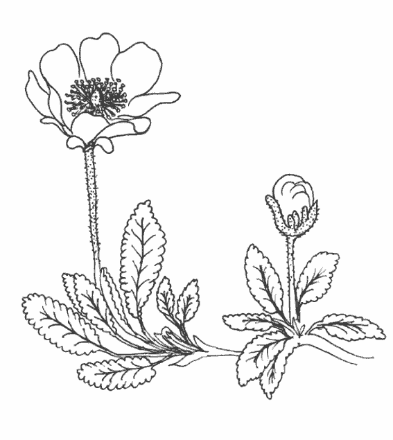 Coloring page: Flowers (Nature) #155197 - Free Printable Coloring Pages