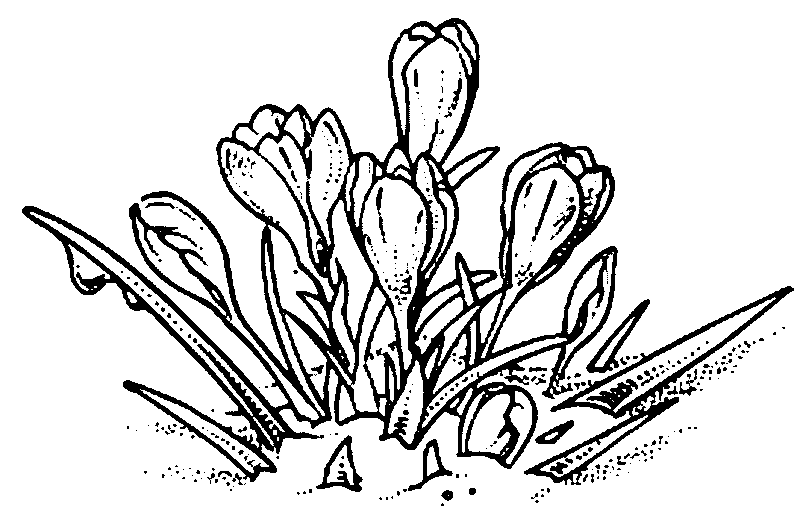 Coloring page: Flowers (Nature) #155215 - Free Printable Coloring Pages