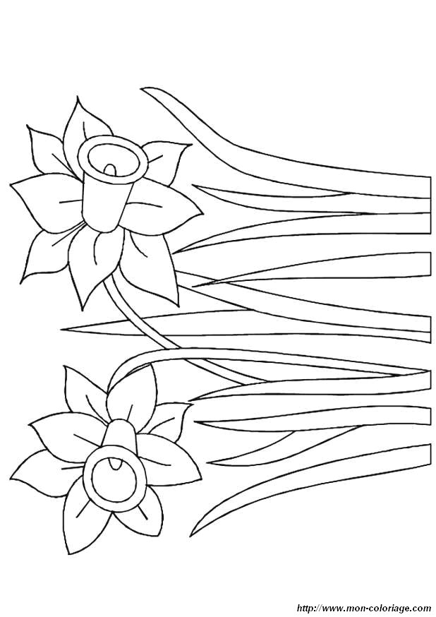 Coloring page: Flowers (Nature) #155217 - Free Printable Coloring Pages