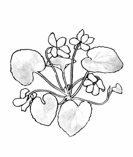 Coloring page: Flowers (Nature) #155218 - Free Printable Coloring Pages