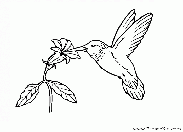 Coloring page: Flowers (Nature) #155258 - Free Printable Coloring Pages