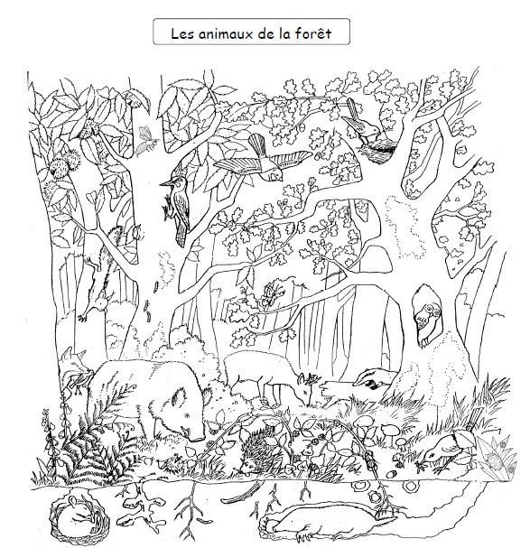 Coloring page: Forest (Nature) #157010 - Free Printable Coloring Pages