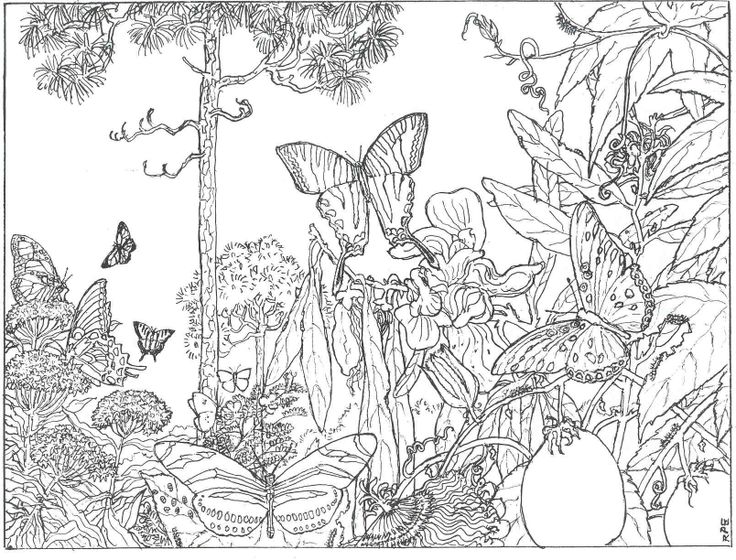 Coloring page: Forest (Nature) #157026 - Free Printable Coloring Pages