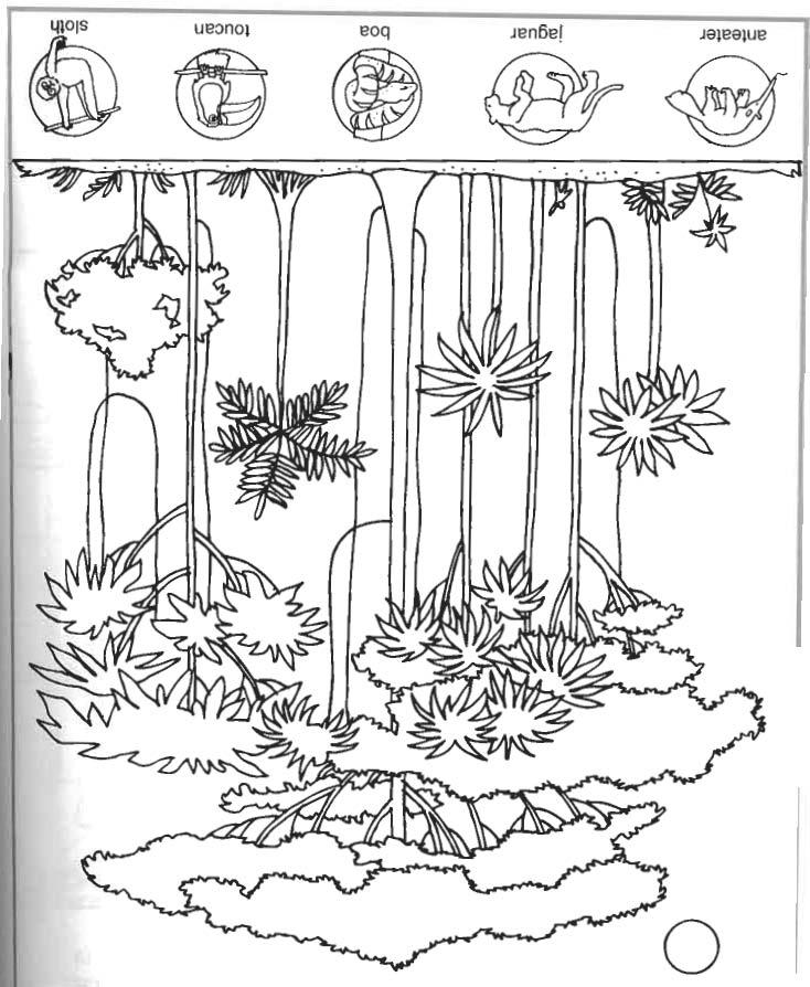 Coloring page: Forest (Nature) #157251 - Free Printable Coloring Pages