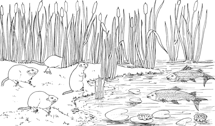 Coloring page: Lake (Nature) #166123 - Free Printable Coloring Pages